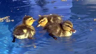 Baby ducks in my pool  First day of life An amazing story [upl. by Aerdnahc]