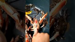 Kawin silang udang Lobster vs Kalajengking [upl. by Yauqram]