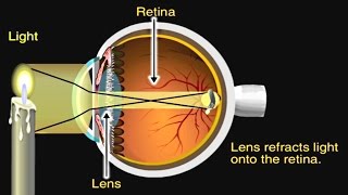 How the Eye Works Animation  How Do We See Video  Nearsighted amp Farsighted Human Eye Anatomy [upl. by Zosima]