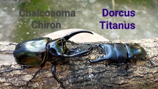 EP03 Chalcosoma Chiron vs Dorcus Titanus Stag beetle vs Rhinoceros beetle [upl. by Llennoj751]