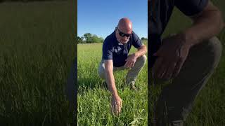 A fescue field evaluation with MFAs David Moore [upl. by Ayomat]