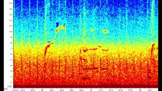 Globicephala macrorhynchus Shortfinned pilot whale Whale and porpoise voices 1962 [upl. by Sonitnatsnok]