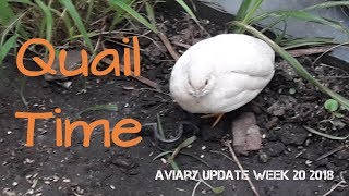 Stop Quail Time and Red Rumps No Voices  Pheasantasiam Update Week 20 2018 [upl. by Ardnuassak]