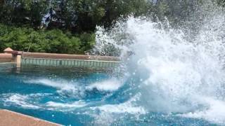 Jumping Beluga Whale [upl. by Dric32]