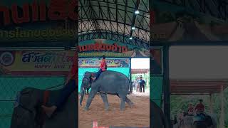 ELEPHANT SOCCER GAME [upl. by Ancier]