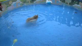 pygmy hedgehog swimming [upl. by Dudden181]