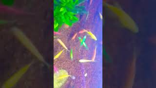 Glofish Tetra in Sakura shorts aquarium fish animals [upl. by Faust897]