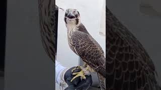 peregrine falcon today catch in pakistan [upl. by Narual732]