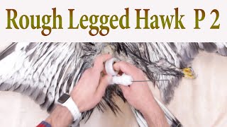 Rough legged Hawk mount Part 2 Wiring the bird [upl. by Lenzi566]