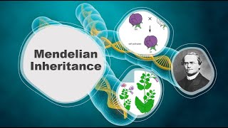 Mendelian Inheritance Explained Principles Traits and Examples  Agri Knowledge Corridor [upl. by Dleifniw]