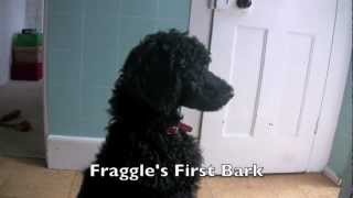 Fraggle the Standard Poodle Puppy at 12 Weeks Old [upl. by Acinnod]