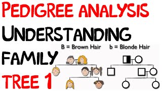 Pedigree analysis  understanding family tree 1 [upl. by Highams960]