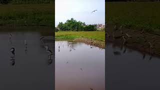 Catching a flock of birds  How to trap storks with a net shorts [upl. by Zillah]