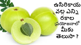 Amazing Health Benefits of Amla Usiri Kaya  shorts [upl. by Ahsiekat]