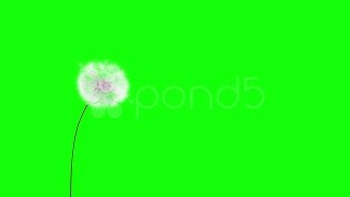 Dandelion On The Wind Greenscreen stock footage [upl. by Esinaj]