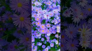 Aster flower purple Bloomingflowers astergardenytshorts 036 [upl. by Philander752]