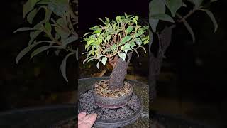 Ficus microcarpa bonsai tree growing in the rock [upl. by Bergmans]