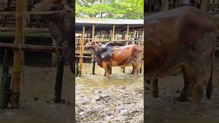 Mind Blowing Sahiwal Bull Getting Showered at Village Cattle Market Bangladesh 2024 [upl. by Lallage]