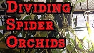 Oncidium Orchid Care Repotting Brassia Oncidium or Spider Orchid [upl. by Adarbil668]