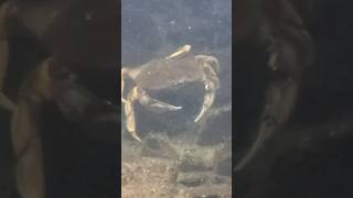 Seaside Aquarium crab [upl. by Hayden]