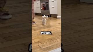 How The Maltese Dog Prances brucewangmaltese shorts maltese dog pets animals [upl. by Channa]