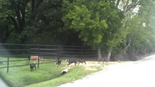 Pack of street dogs in Minnetex Houston TX [upl. by Cyrus]