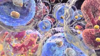 Chronic Myeloid Leukemia Animation [upl. by Eetnuahs550]