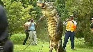 Alligator Eats 80 lbs HUSKY Dog In Front Of Owner 14ft Monster Gator 400 pds Killed For Museum [upl. by Boudreaux]