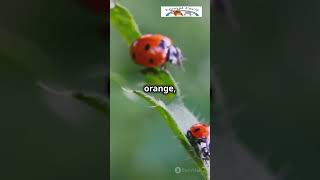 Ladybugs Nature’s Tiny Warriors 🐞 AnimalFacts100 Ladybugs InsectFacts NatureLovers Wildlife [upl. by Cann709]