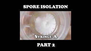 shorts Isolating Spores Part 2  Purifying an Isolate [upl. by Ecinwahs]