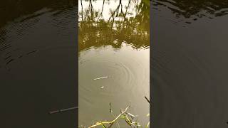 Amazing Fishing BD part 130 fish fishing shorts [upl. by Berthe718]