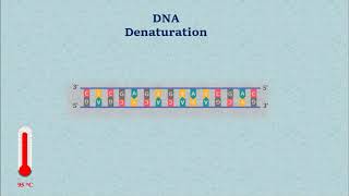 Sanger DNA Sequencing  Gel Electrophoresis Animation [upl. by Harcourt]