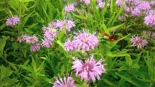 Hummingbird Moth Video  Hemaris Thysbe  Hummingbird Clearwing  Gathering Nectar From Bee Balm [upl. by Bocaj]