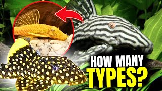 The 15 BEST Types Of Plecos [upl. by Leiser1]