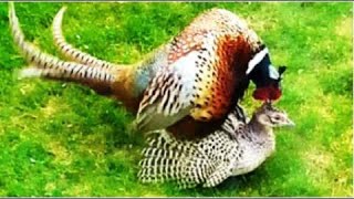 Ring necked pheasant on breeding Difference Between Male youtubetrendingshort viralyoutubevideos [upl. by Los144]