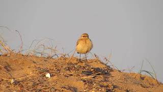 Isabelline Wheatear  Seaton Snook  Teeside  November 2014 [upl. by Hazaki]