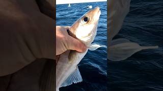 Tiny Haddock 1162024 deepseafishing oceanfishing fishing haddock short crazyone [upl. by Aicire]