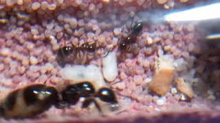 Camponotus lateralis [upl. by Anaerb]