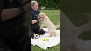 The Secret Tool To Avoid Puppy Biting [upl. by Keram]