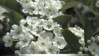 Crataegus crusgalli Thornless Cockspur Hawthorn [upl. by Atipul]