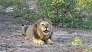 Roaring lion Sabi Sand in South Africa [upl. by Codee]