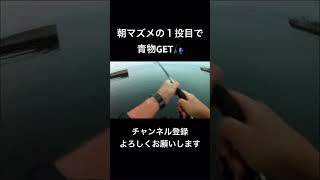 朝マズメの1投目で青物GET🎣 広島釣りショアジギングライトショアジギング [upl. by Hallutama]