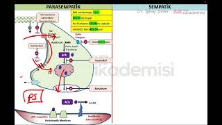 KOLİNERJİK ve ADRENERJİK nöron OTONOM FARMAKOLOJİ [upl. by Marella]