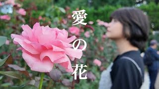 愛の花  あいみょん short ver cover by なしのき。 [upl. by Eislel64]