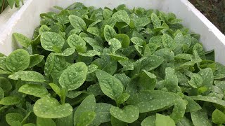 How to Grow Spinach from Seeds [upl. by Enilrad163]