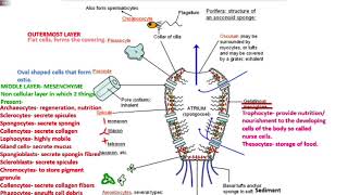 animal3 poriferaa pinacoderm mesenchyme choanoderm NEETAIIMSMDCAT [upl. by Irtimd897]