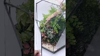 Growing plants from cuttings in closed terrariums [upl. by Llahsram]