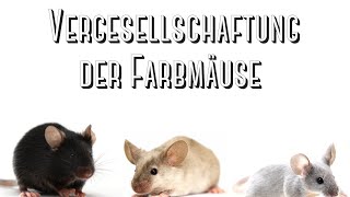 Farbmaus Vergesellschaftung [upl. by Maurine]