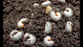 Lawn Pests  Leatherjacket and Chafer Grub Infestations [upl. by Adoc]