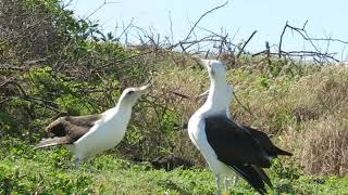 Clacking Albatross  Mating Ritual [upl. by Ide]